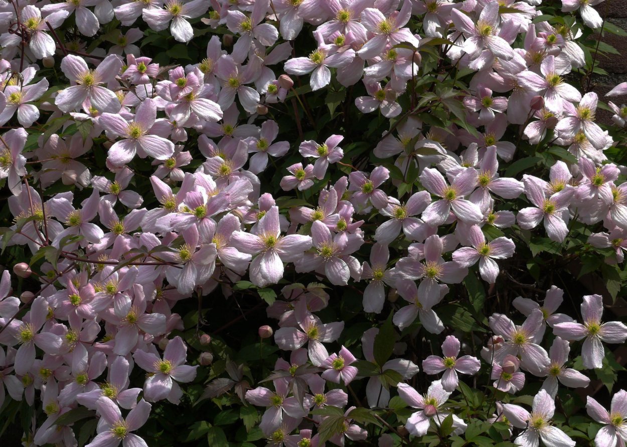 Барвинок почвопокровный