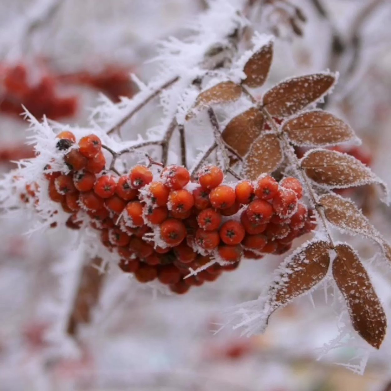 Калина (Viburnum) зимой