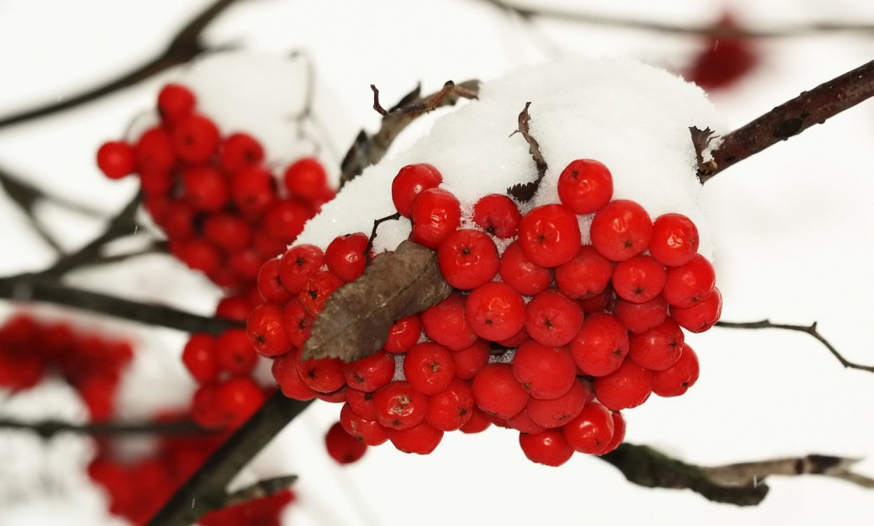 Калина обыкновенная зимой куст