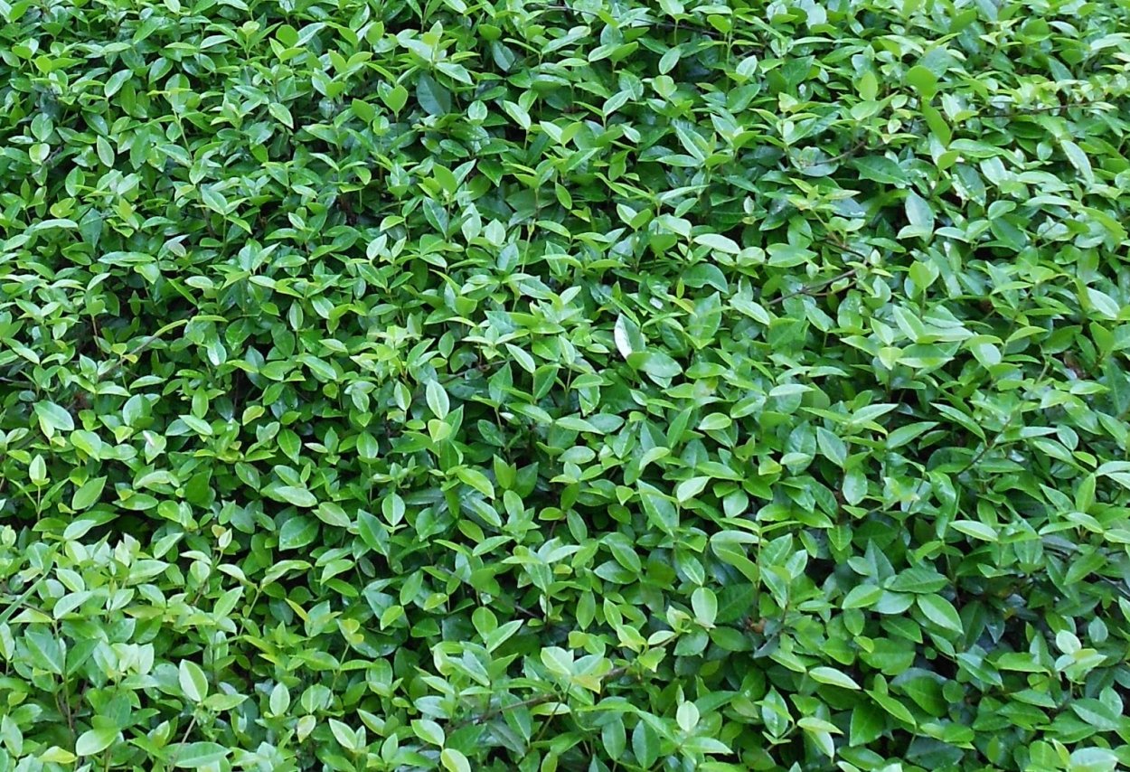 Азиатский Жасмин почвопокровный