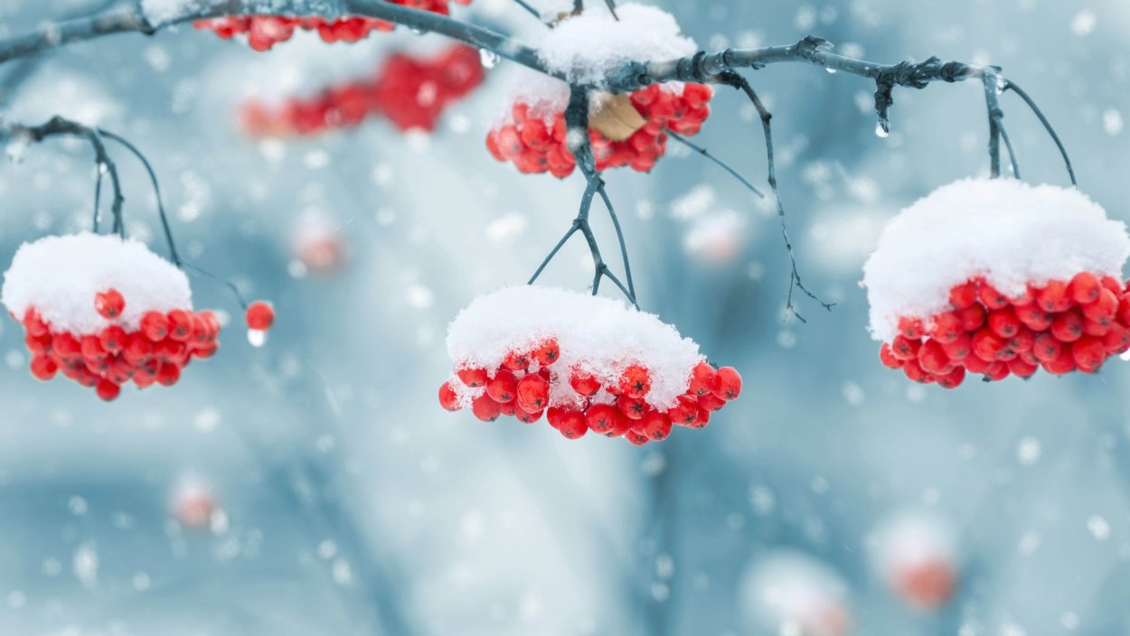 Зимняя гроздь рябины