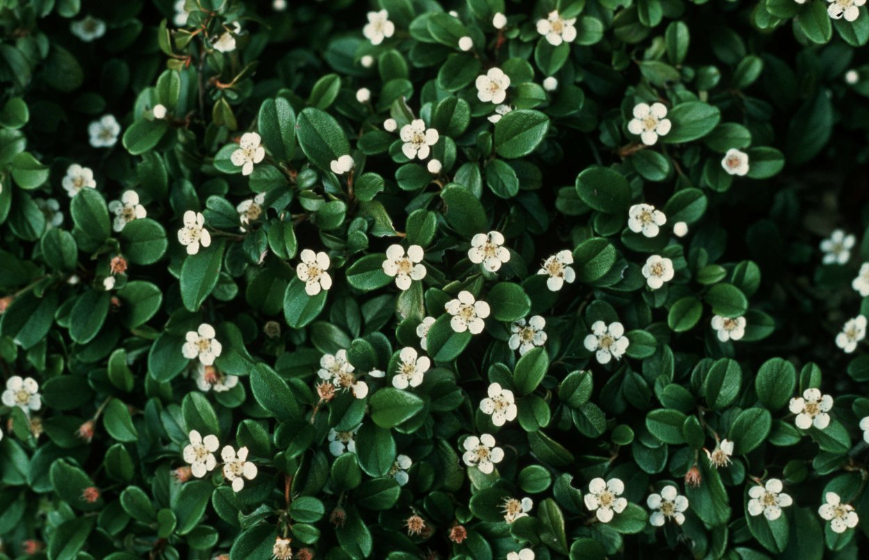 Трахелоспермум хамелеон