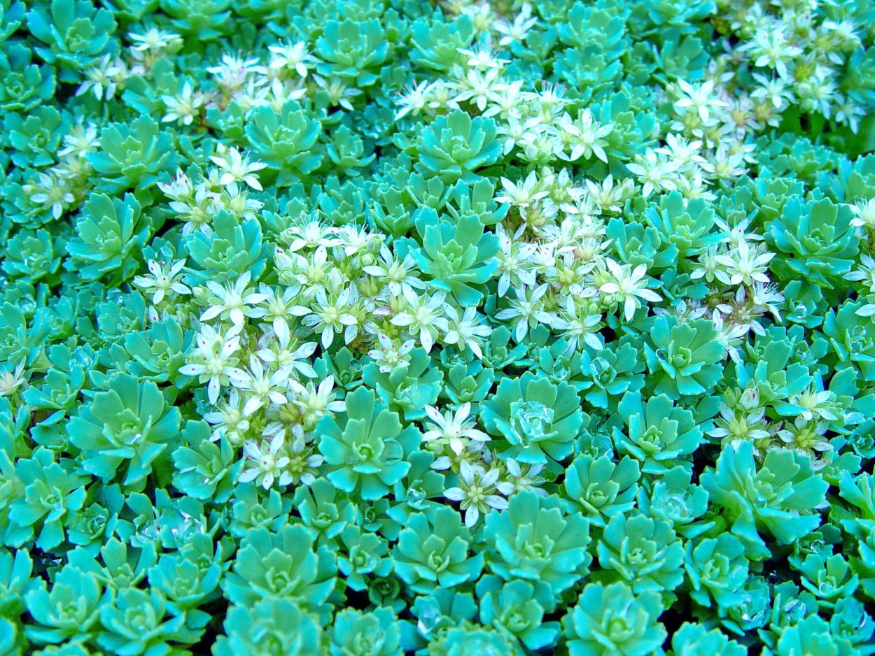 Гардения жасминовидная Crown Jewel