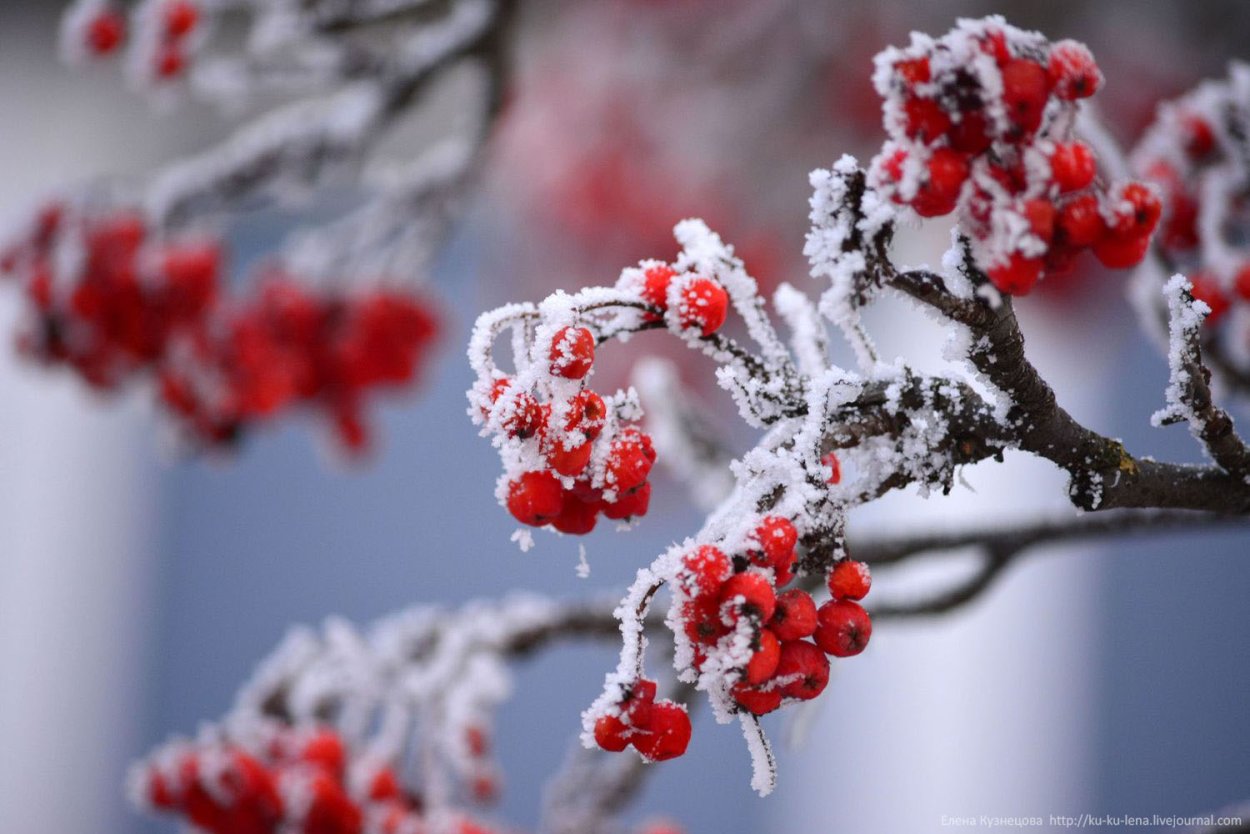 Зимняя Калина гроздь