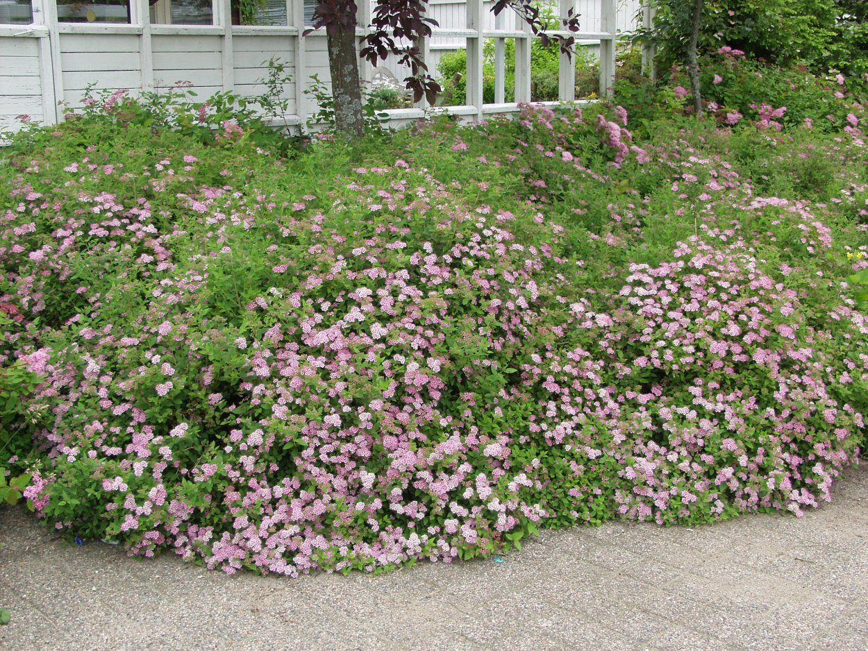 Жасмин мелколистный