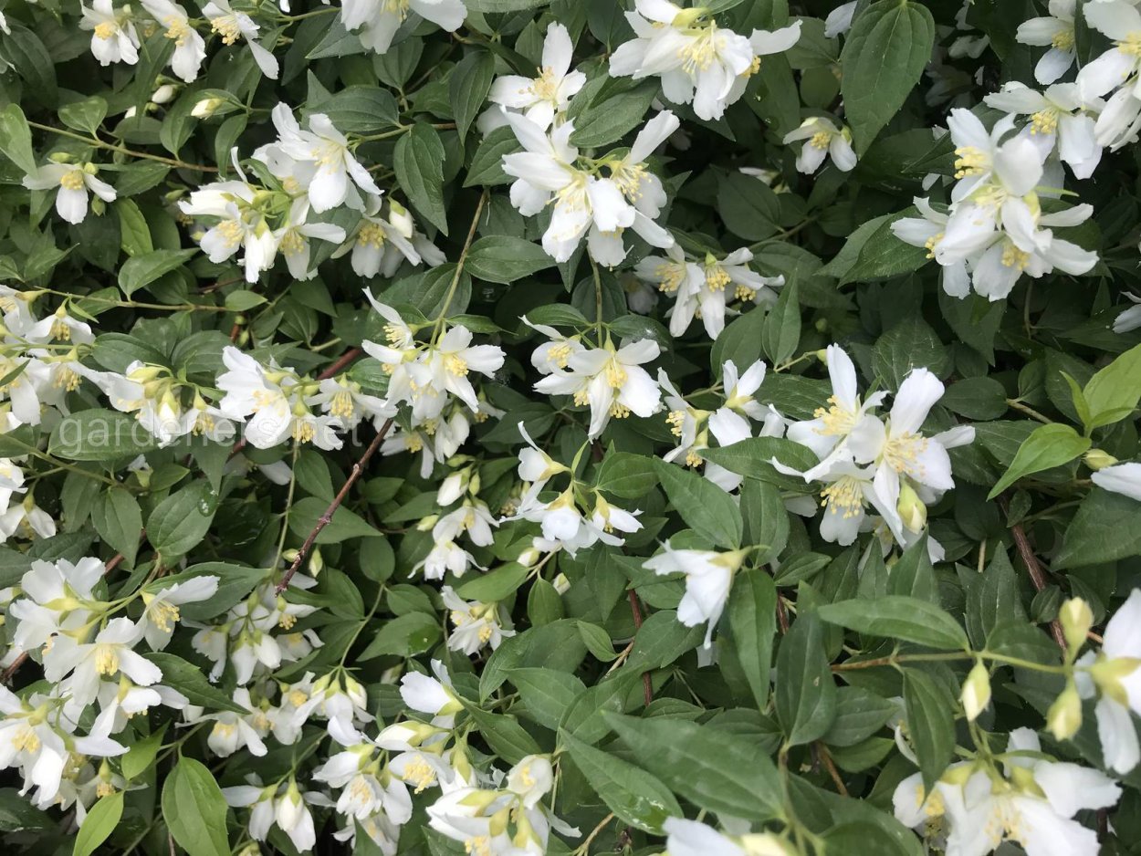 Дафна почвопокровная