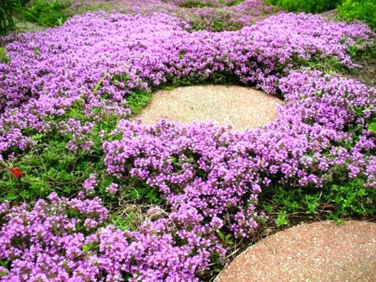 Тимьян ползучий (Thymus serpyllum)