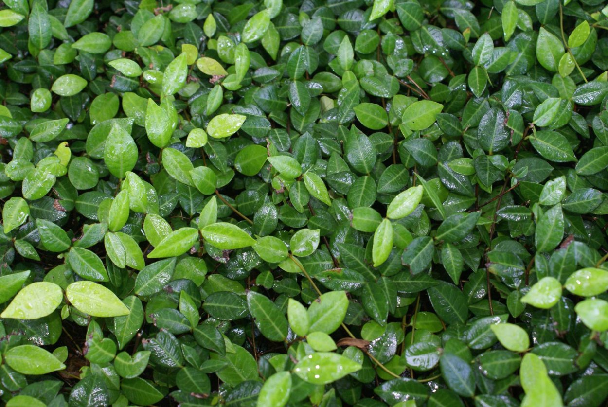 Жасмин почвопокровный