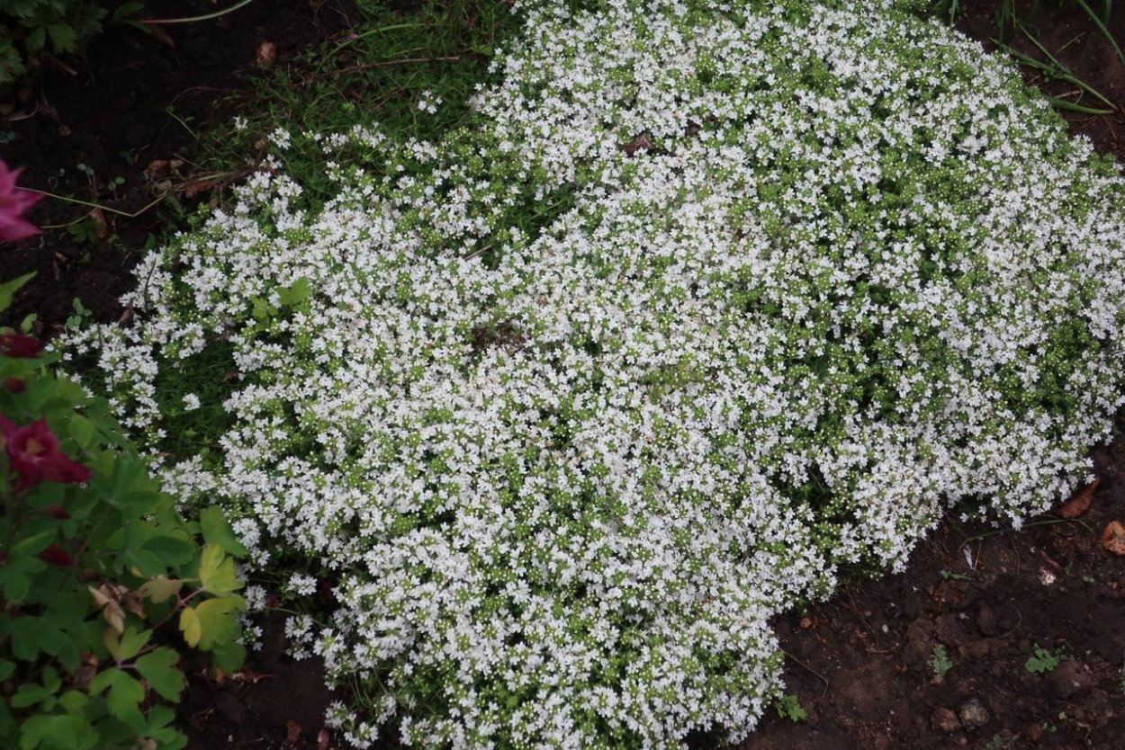 Бакопа стелющаяся