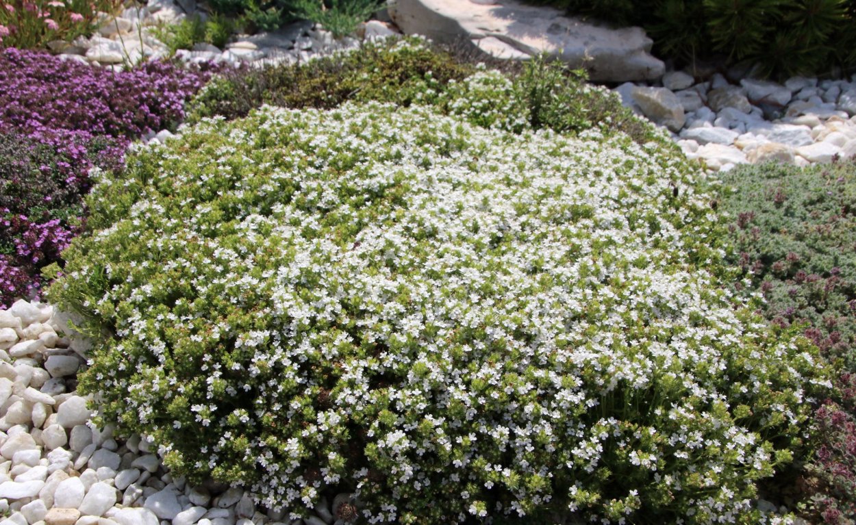 Барвинок малый Ауреомаргината