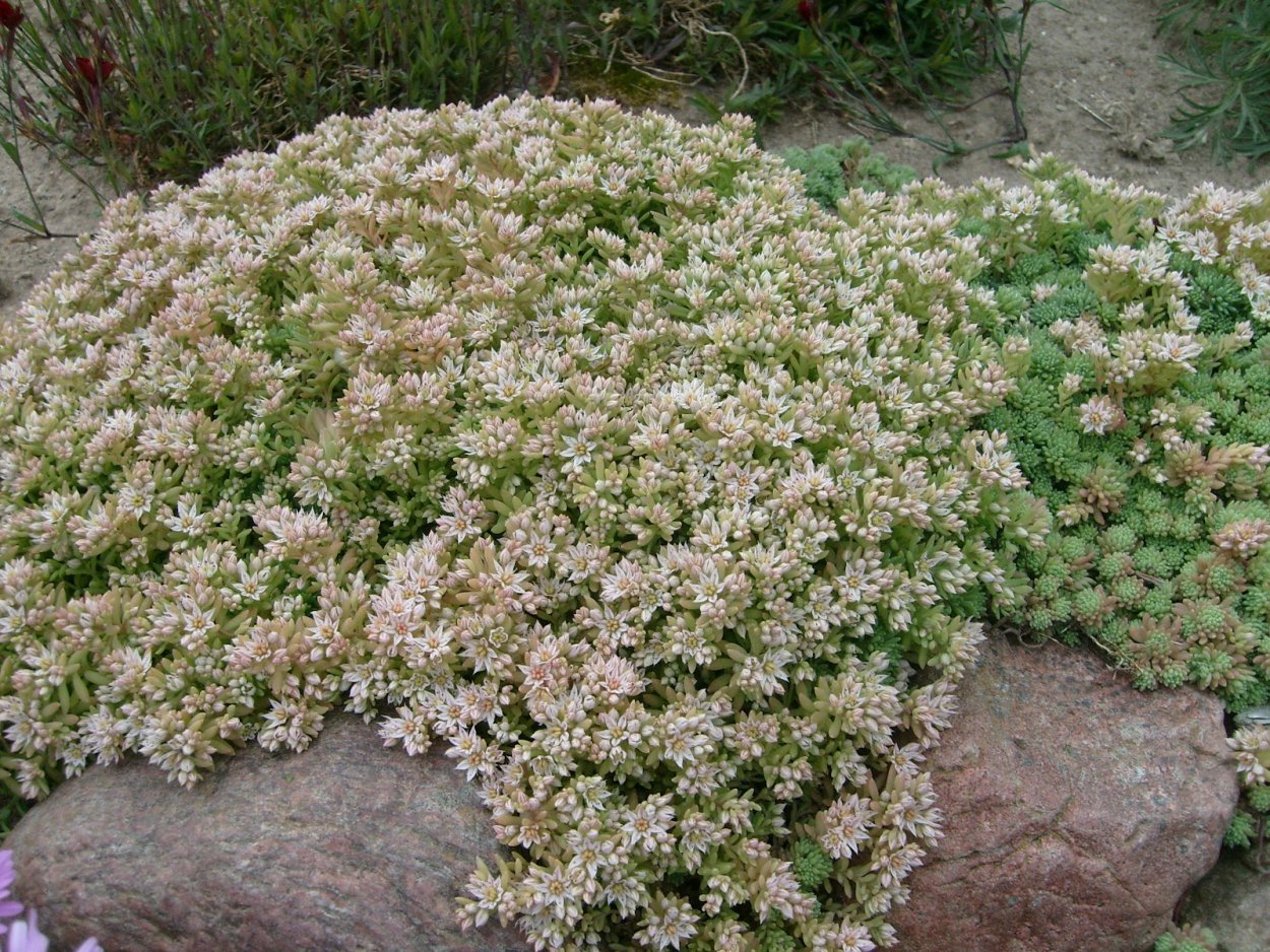 Цветок Горец головчатый