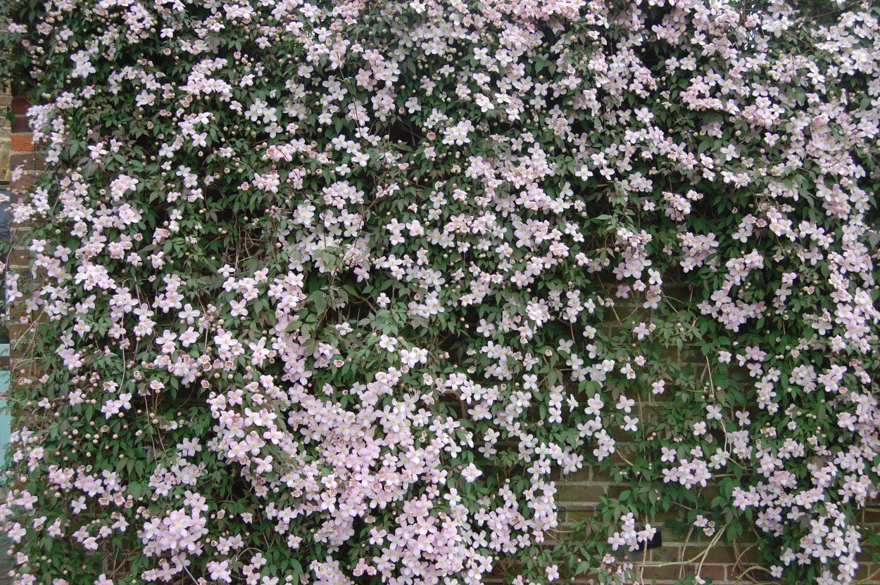 Астра шиловидная почвопокровная