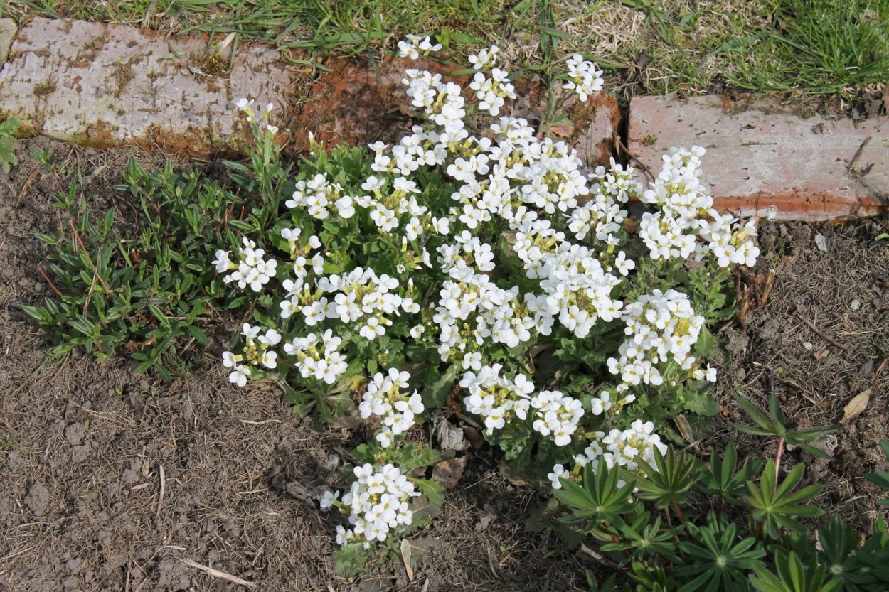 Тимьян ползучий Elfin