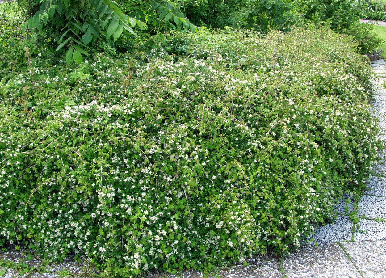 Ясколка Биберштейна