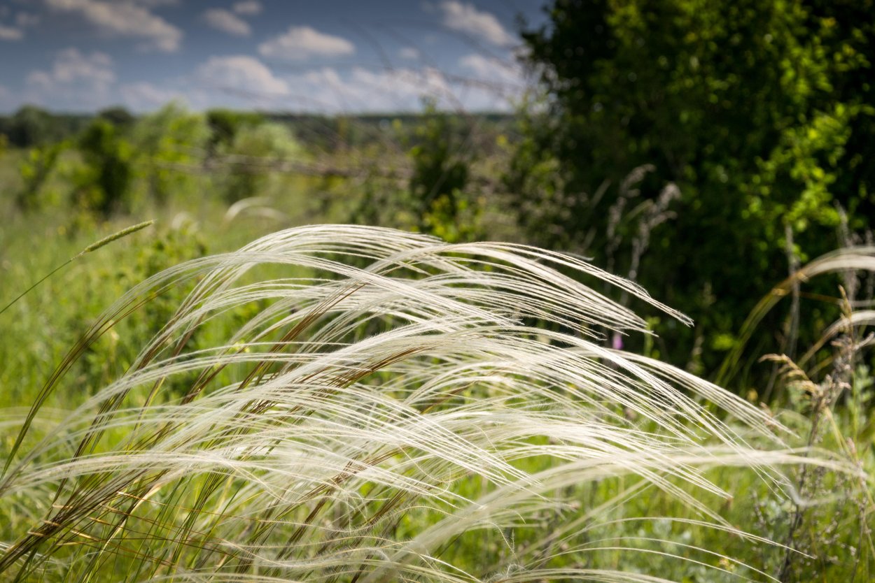 Ковыль перистый (Stipa pennata)