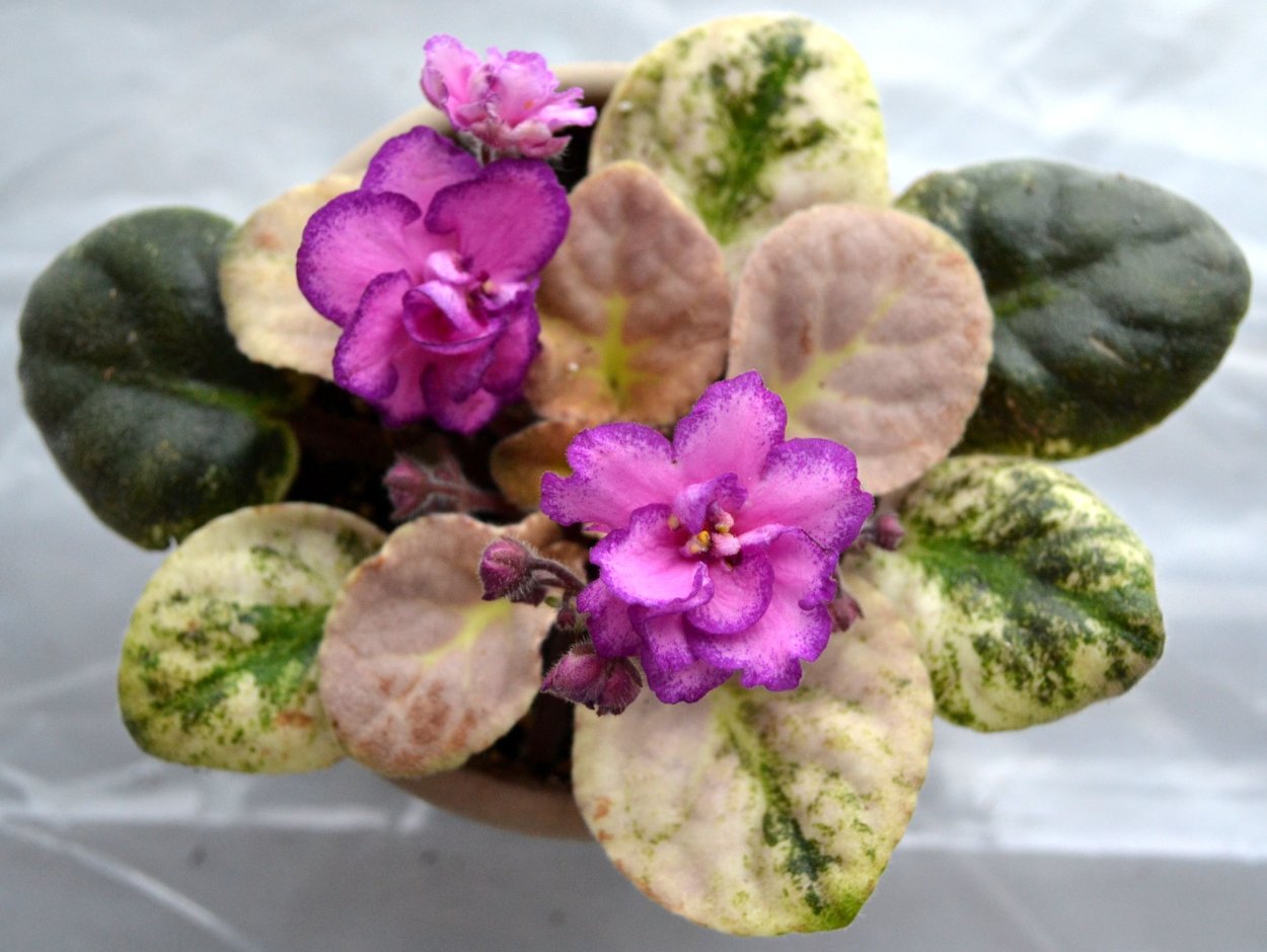 Фиалка вариегатная