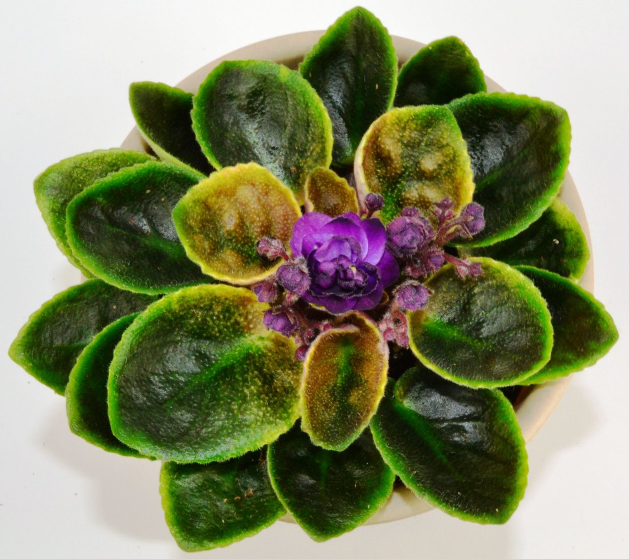 Фиалка хризолит