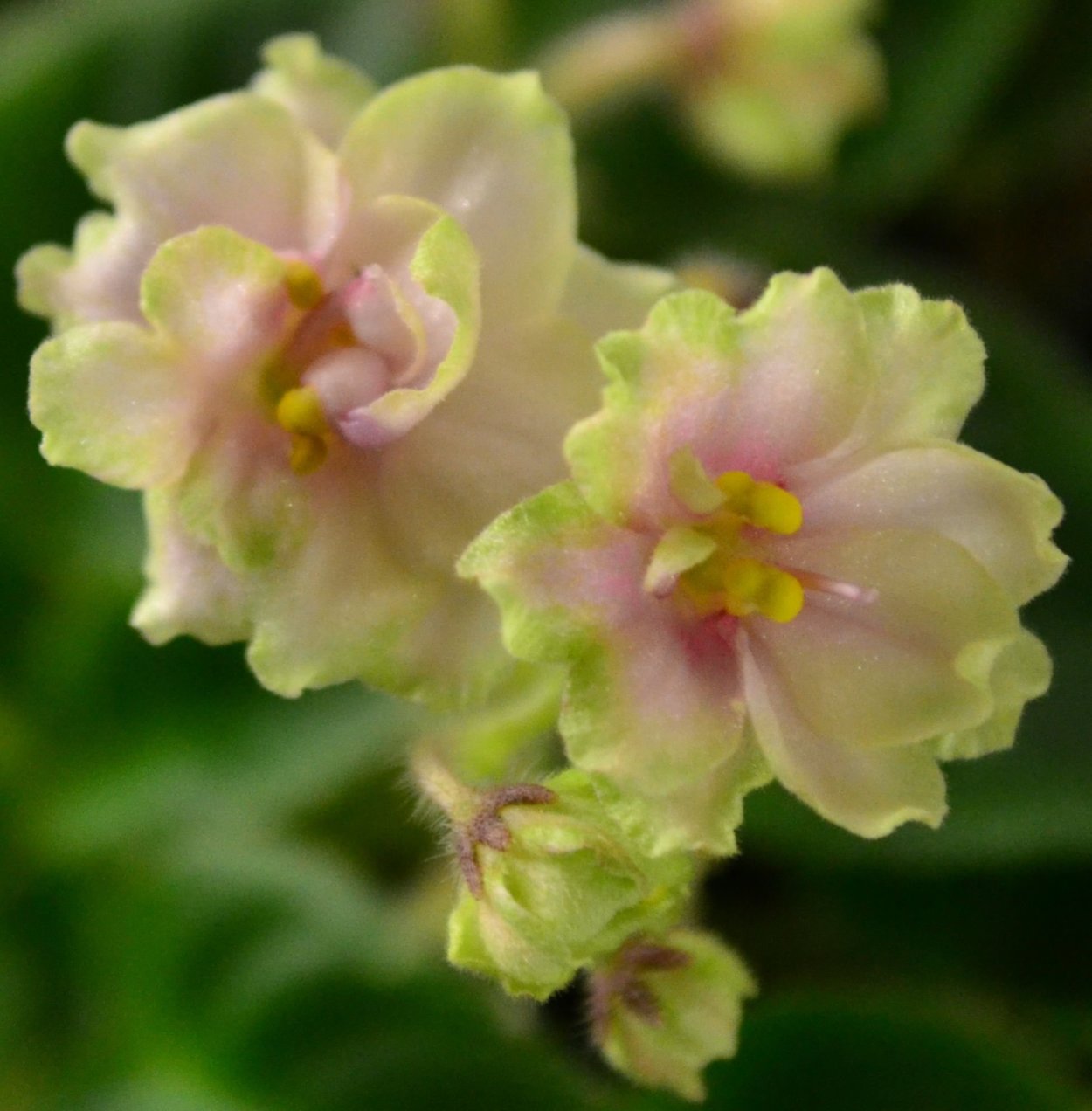 Фиалка сенполия вариегатная