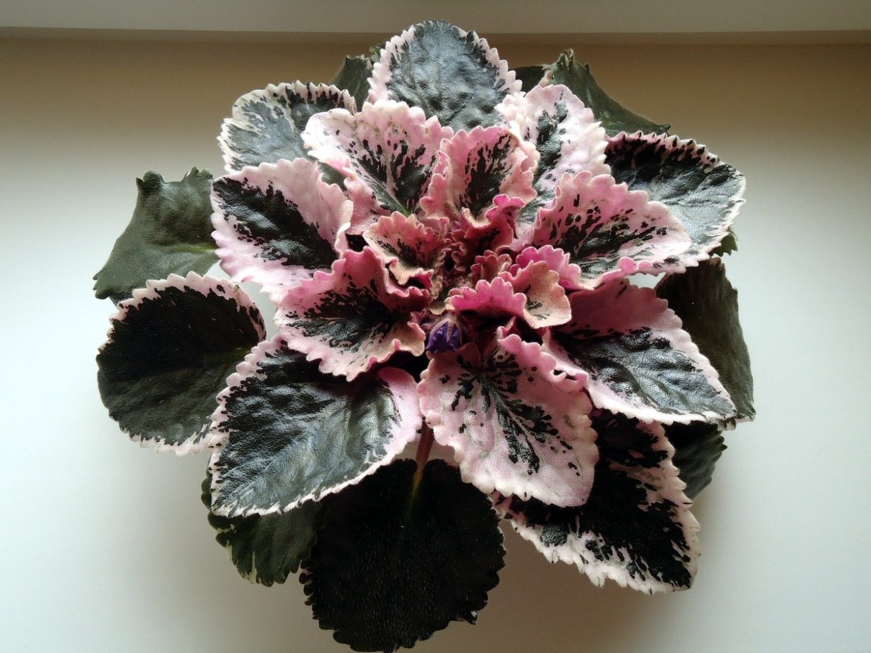 Сенполии пестролистные сорта