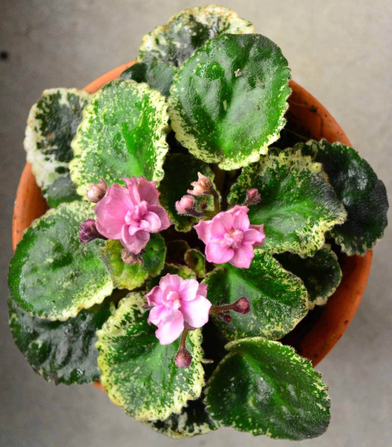 Фиалка бегония