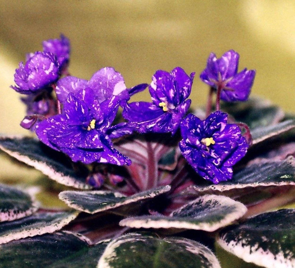 Сенполия узамбарская фиалка