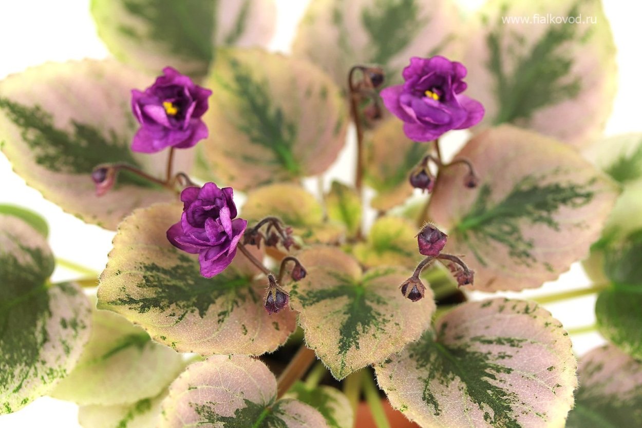 Фиалка сенполия вариегатная