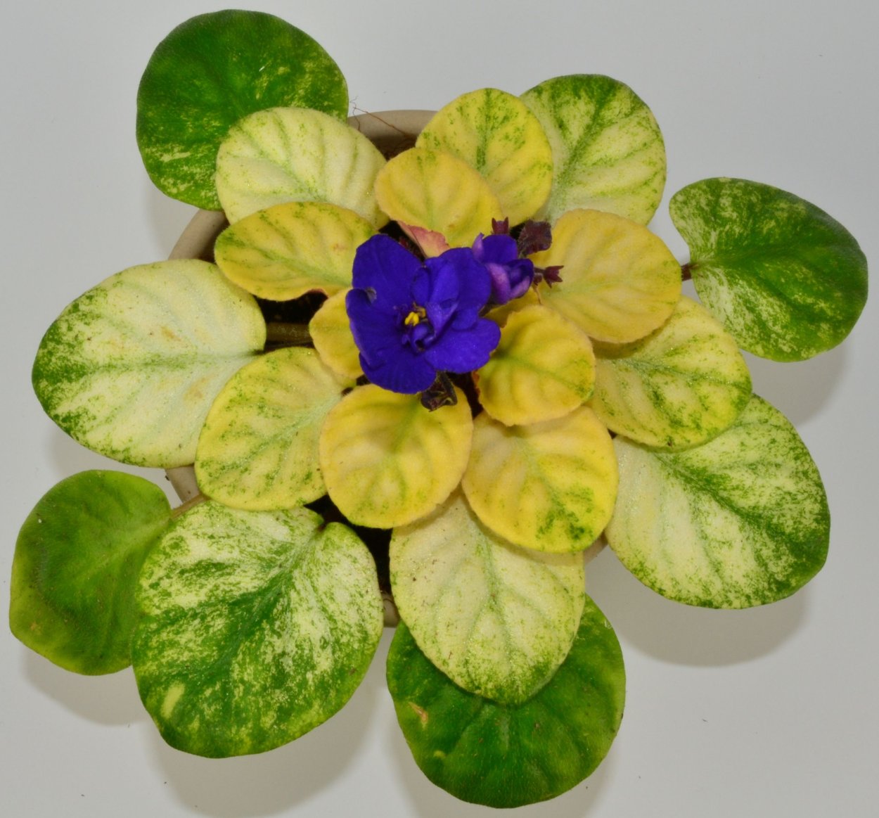 African Violet Saintpaulia Hybrid (фиалка белая Королева)
