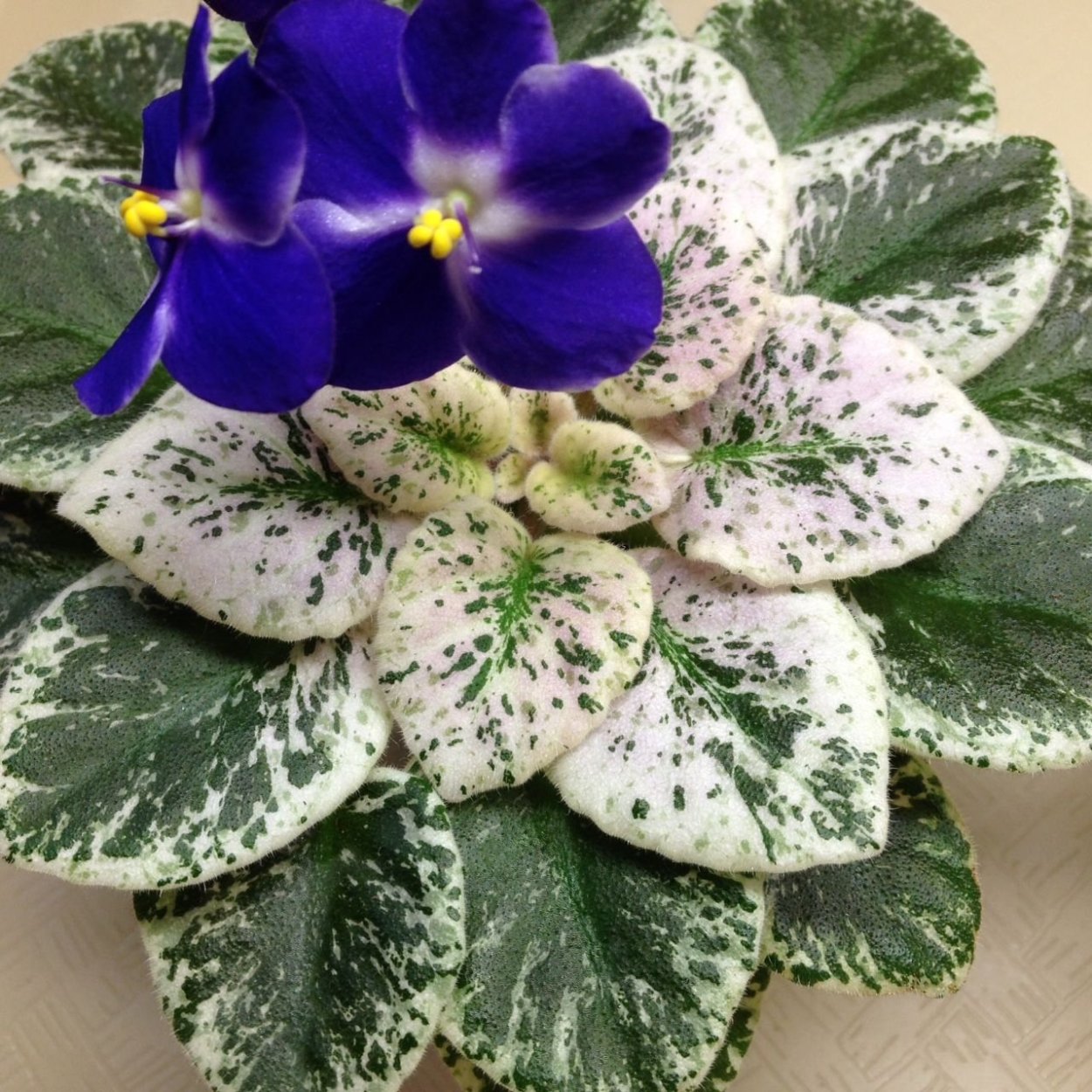 Фиалка вариегатная
