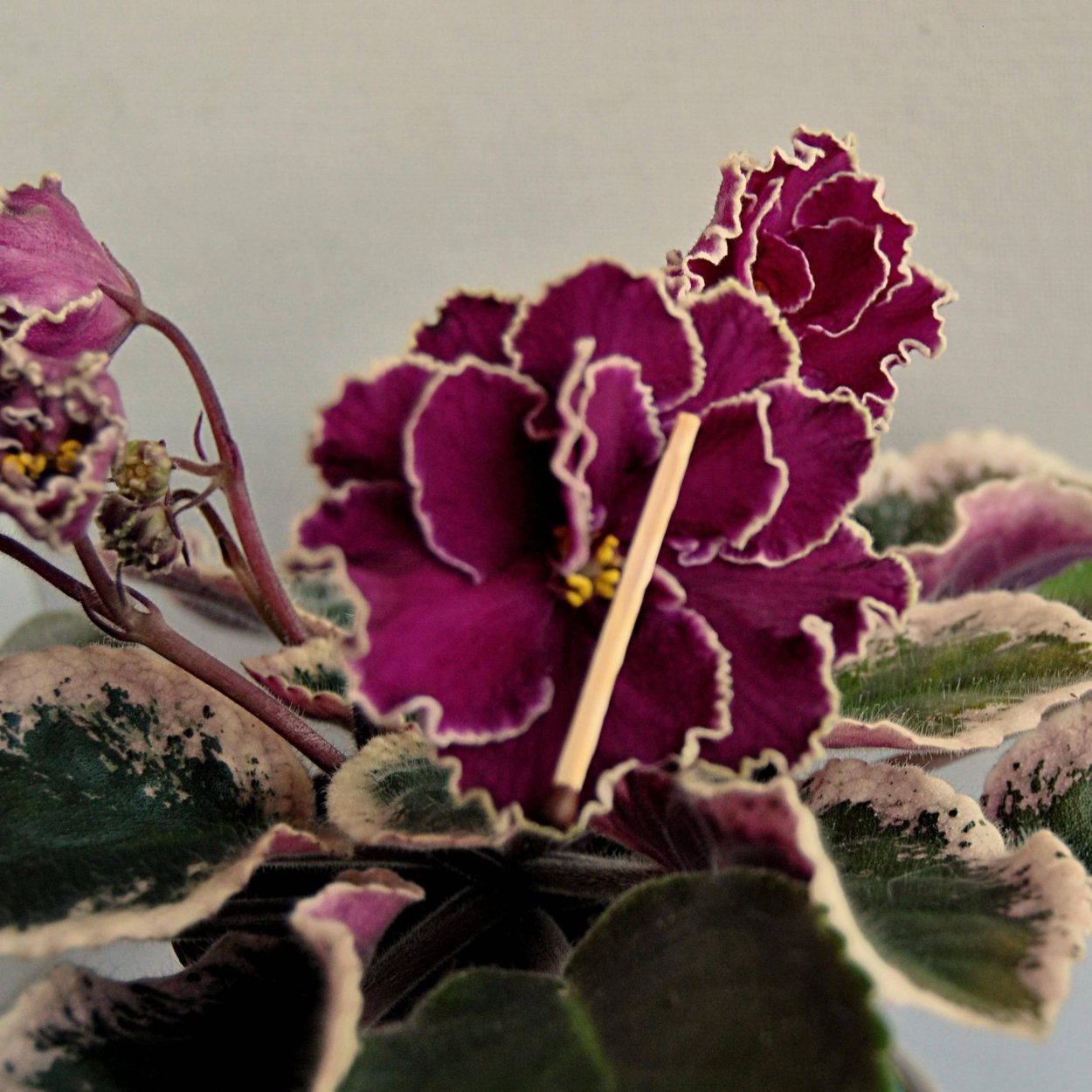 Сенполия Ле Полина Виардо