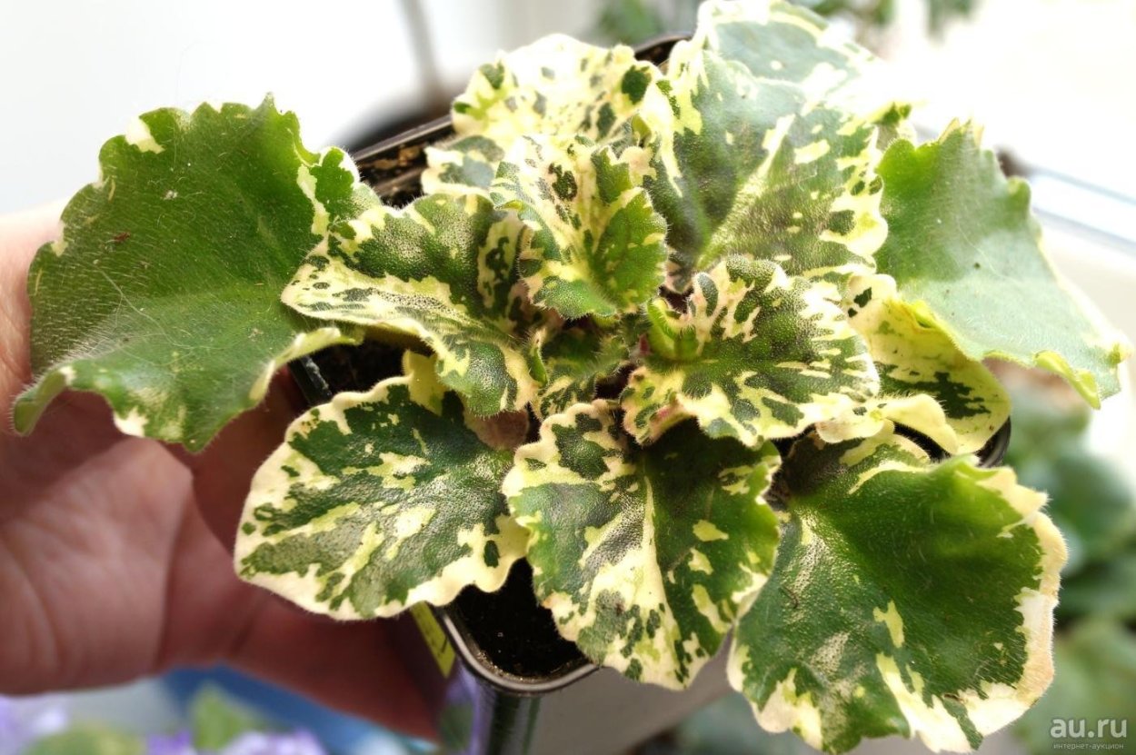 Фиалка вариегатная Садовая