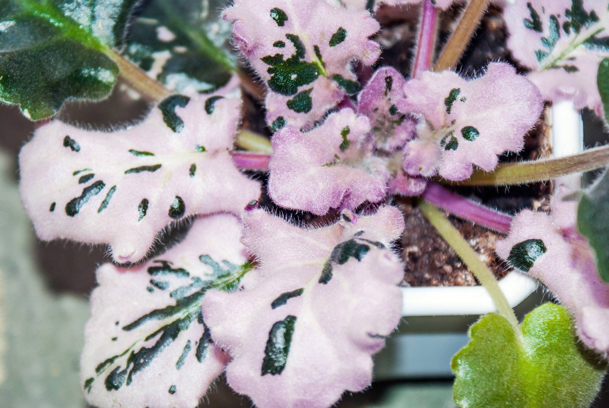 Фиалка сенполия вариегатная