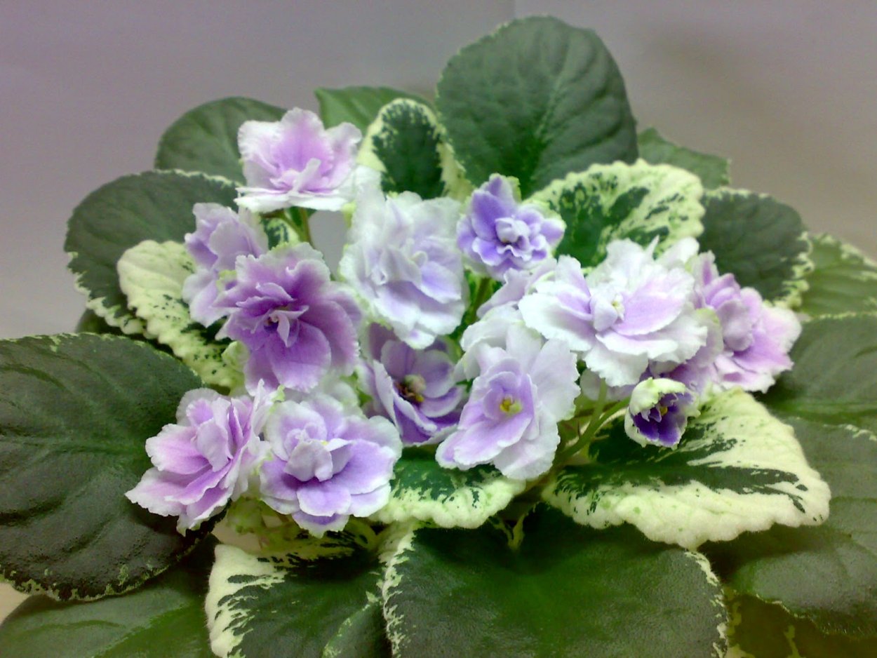 Фиалка Buckeye seductress стандарт