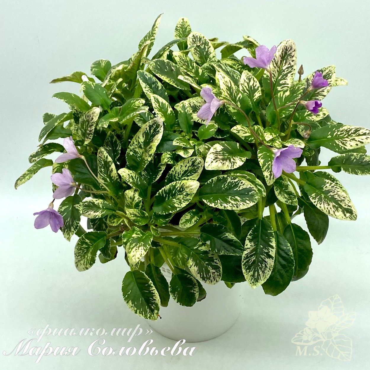 Фиалка Эрика