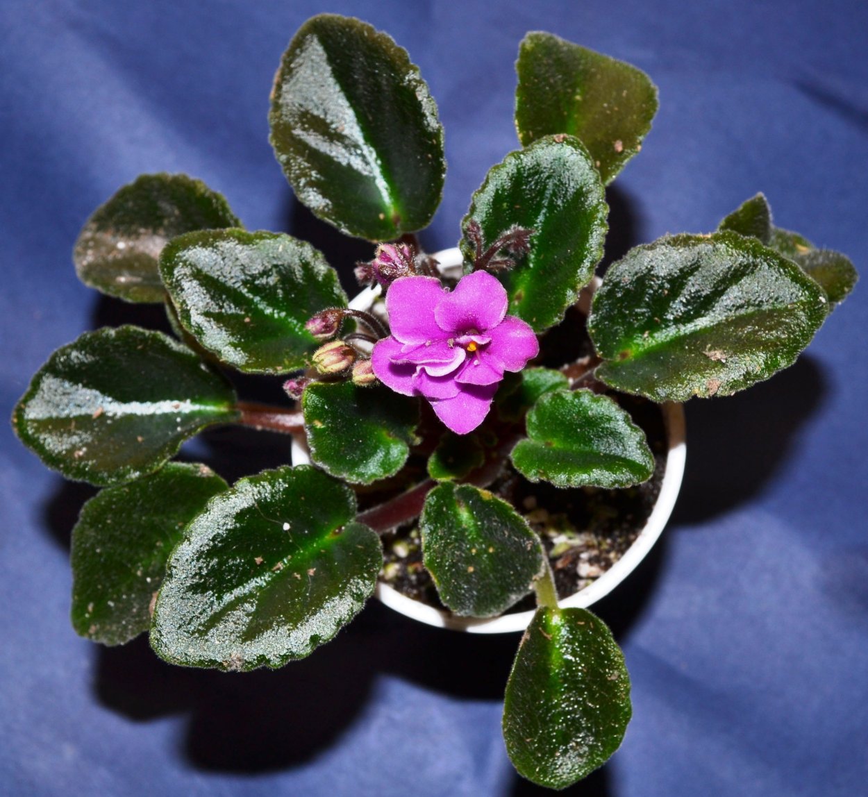 Фиалка сенполия вариегатная