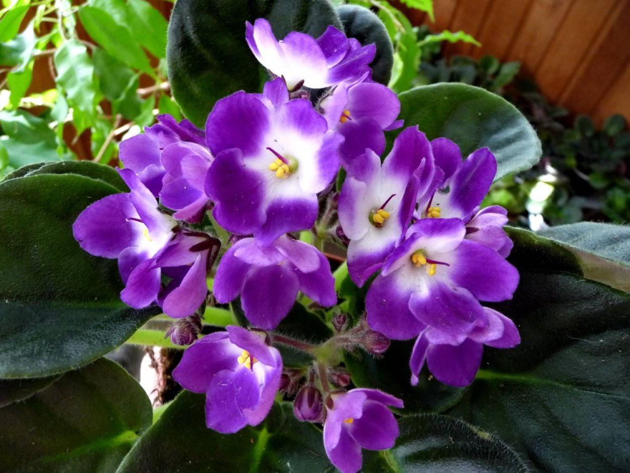 Saintpaulia фиалка Нидерланды