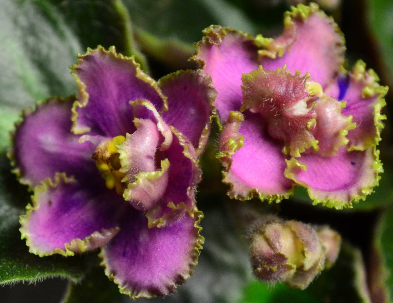 Фиалка Малахитовая Орхидея