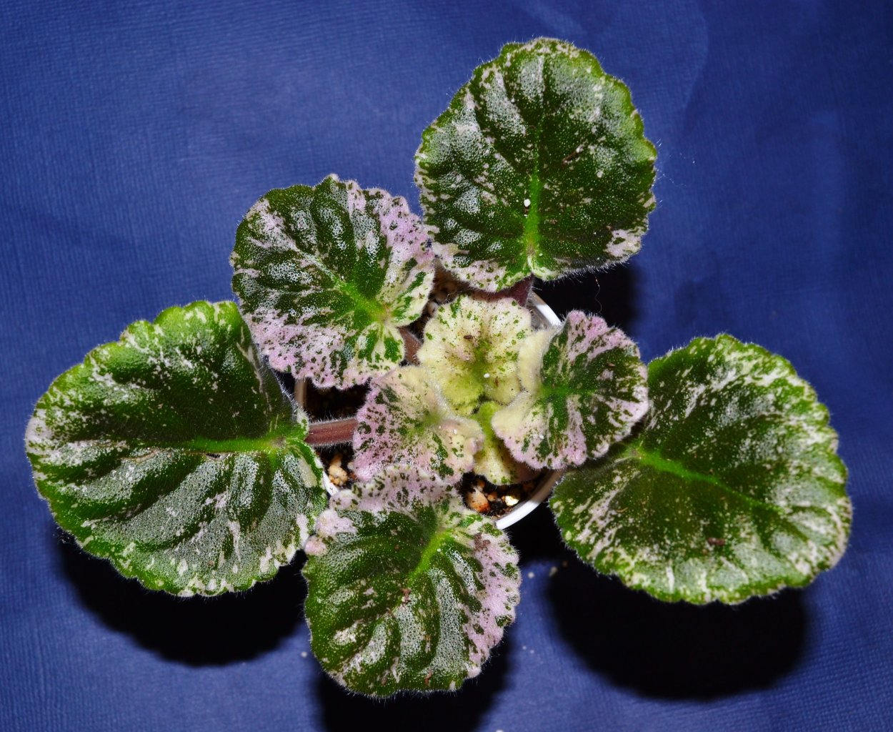 Фиалка Роуз бонгует