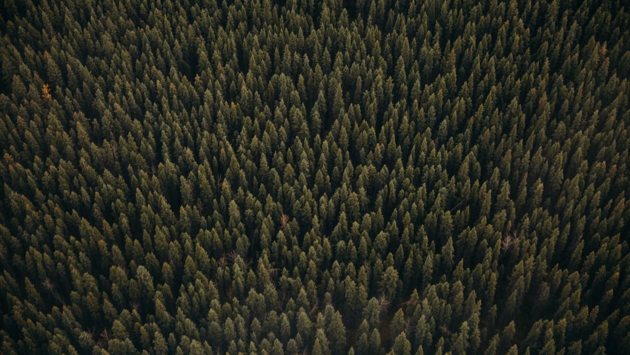 Хвойный лес