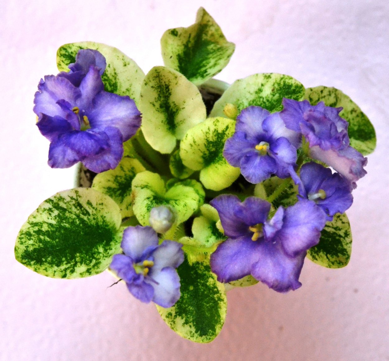 Фиалка сантпаулия