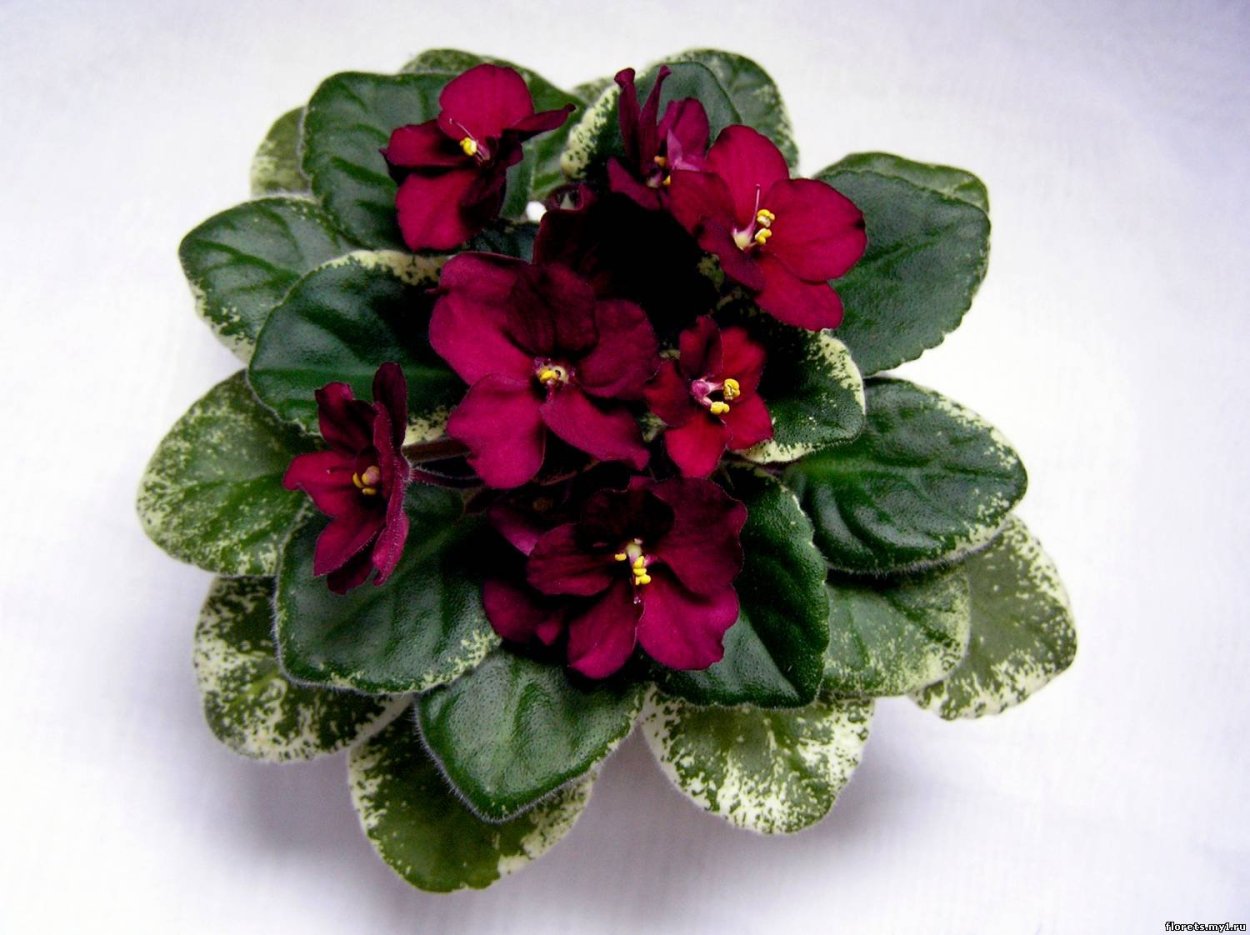 Фиалка Jolly Jingle