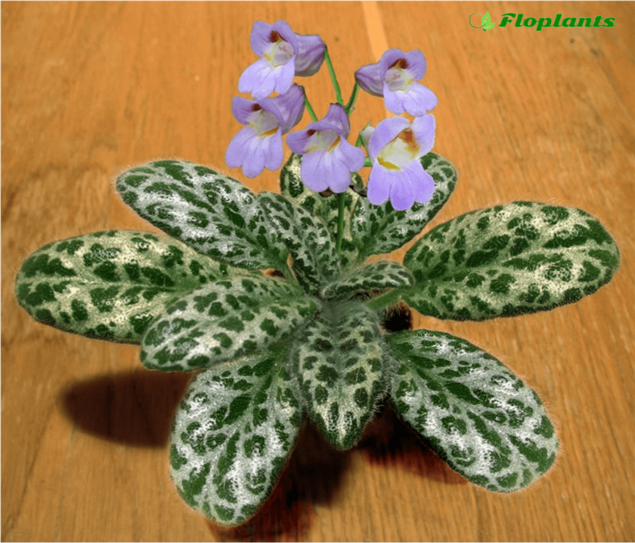 Хирита sinensis