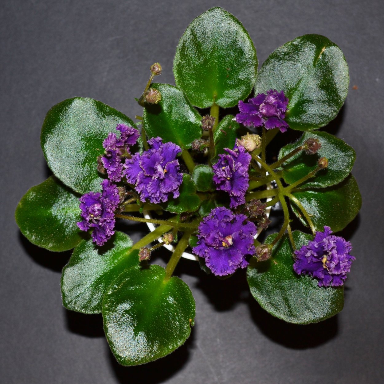 Rob's Rinky Dink фиалка