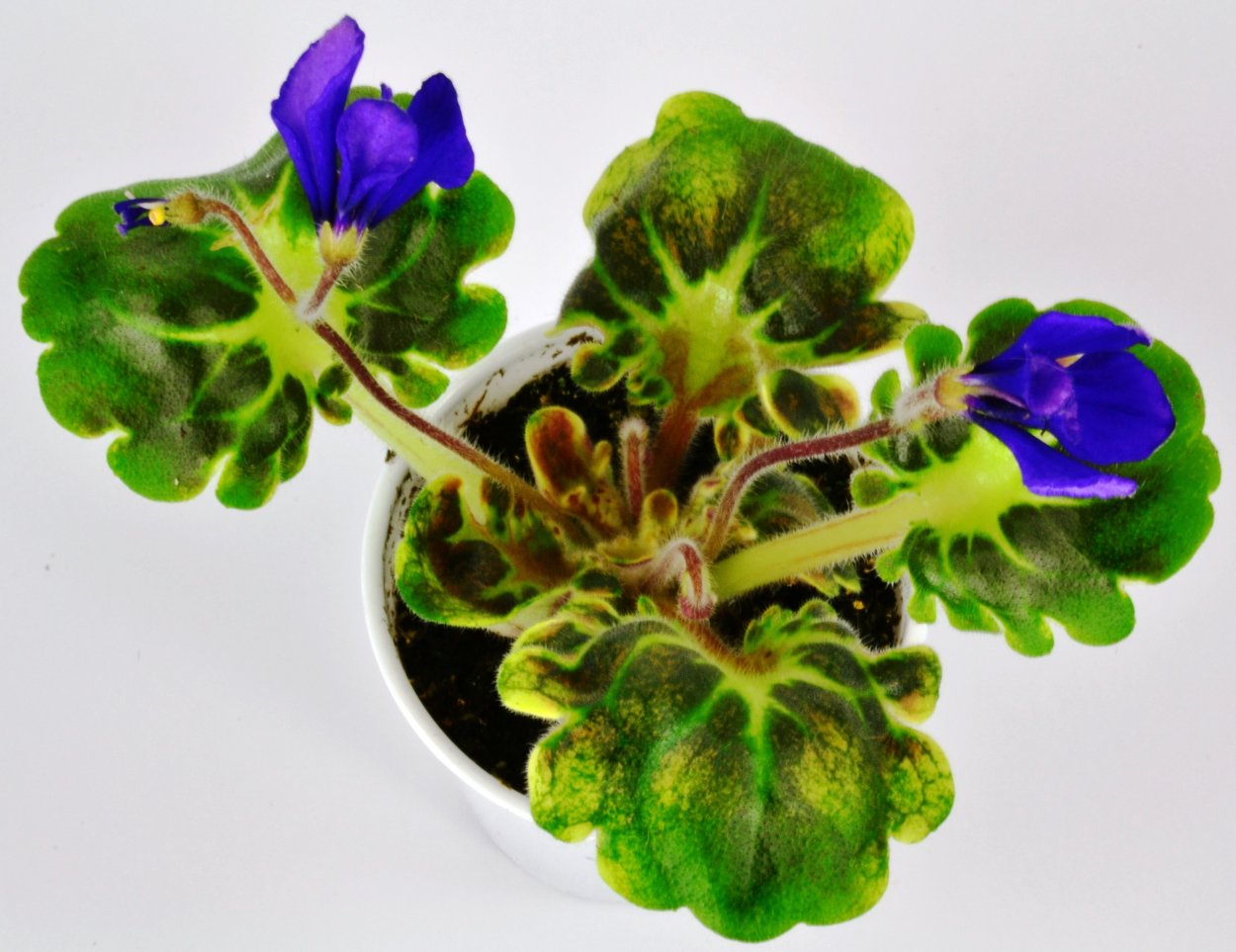 Senk's Merlot фиалка