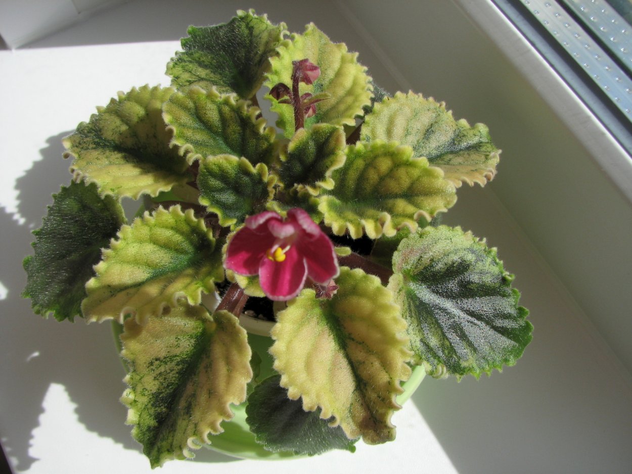 Фиалки с розовой пестролистностью