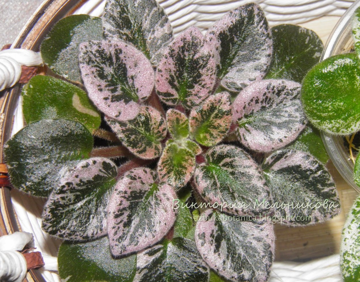 Пестролистные полумини фиалки