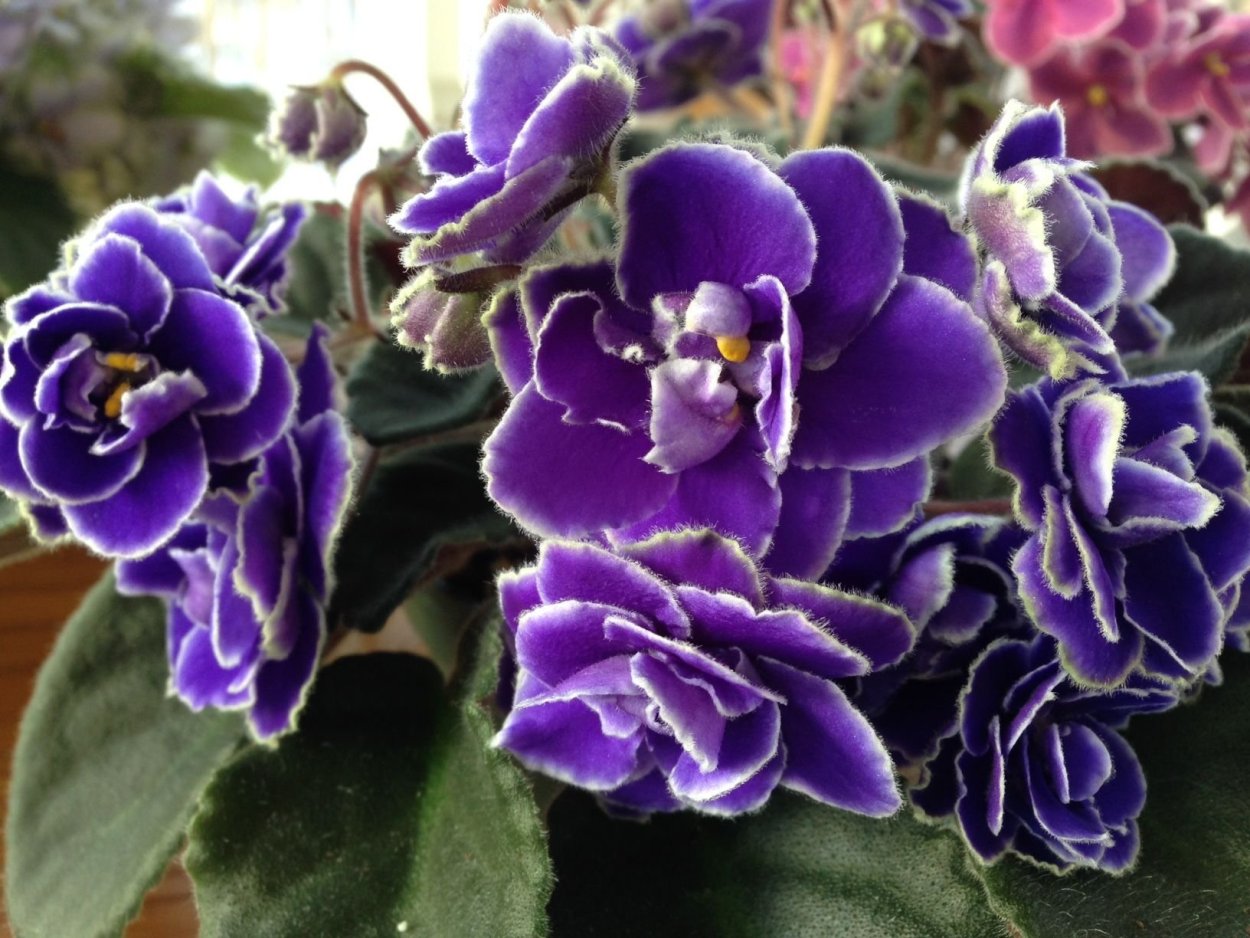 Optimara Yellowstone фиалка