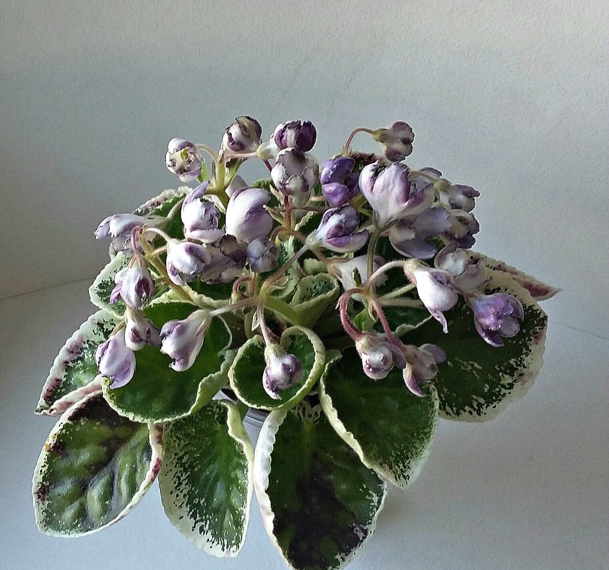 Фиалка ночная роса