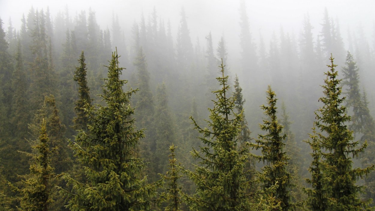 Лес Сосновый Бор Марий Эл