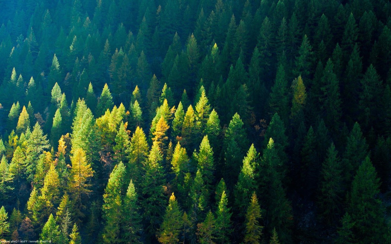 Темнохвойная Пихтовая Тайга Сибирь