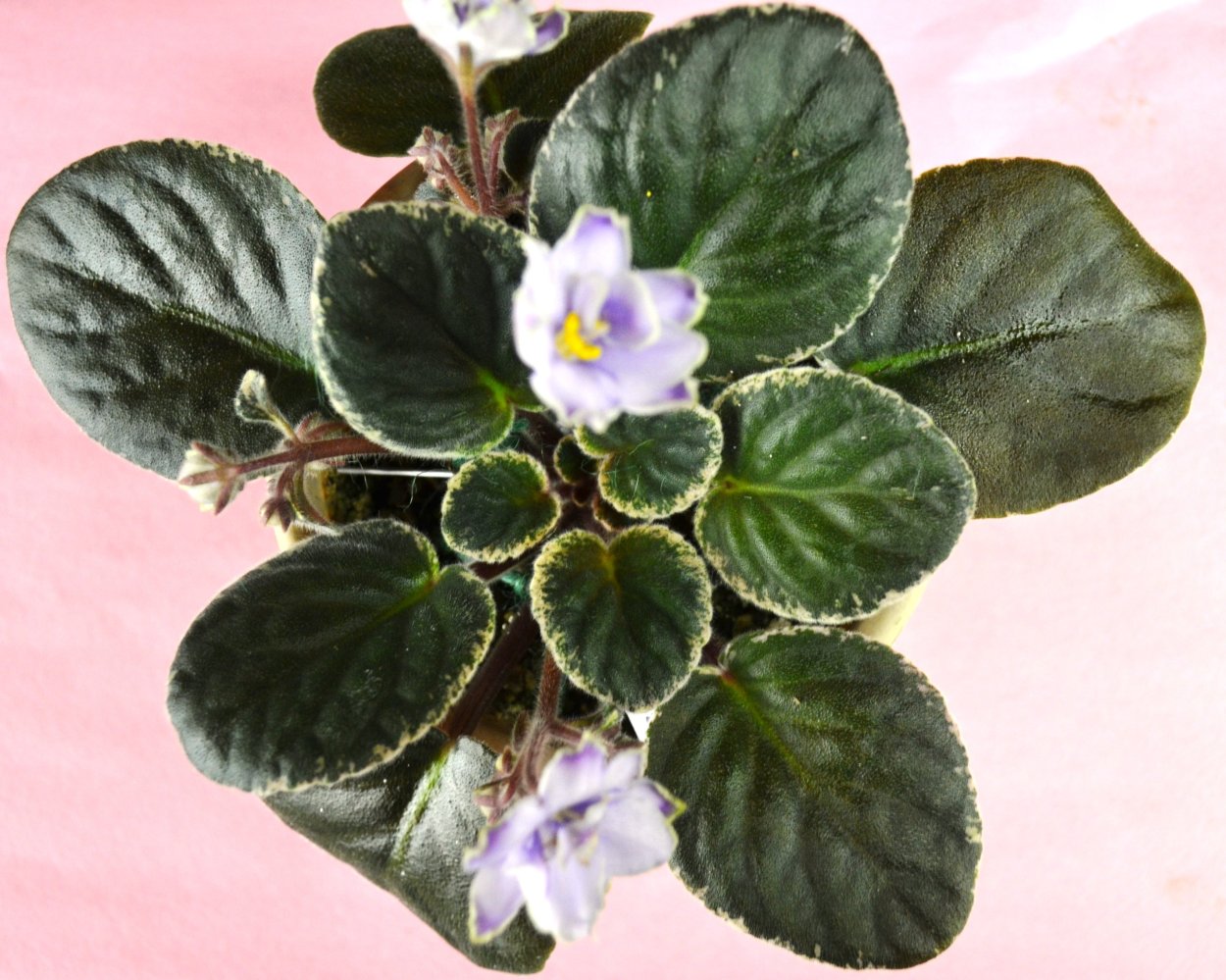 Фиалка Бакай сорсерер